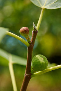 Close-up of fresh green plant