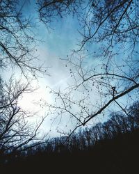 Low angle view of bare trees against sky