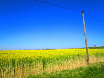 Scenic view of field against clear blue sky