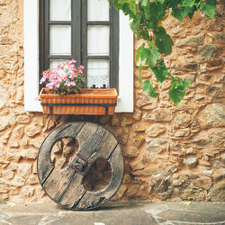 Potted plant on wall