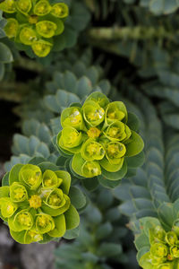 Close-up of yellow flowering plant