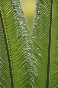 Close-up of palm leaves