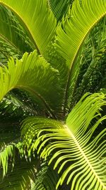 Close-up of palm tree leaves