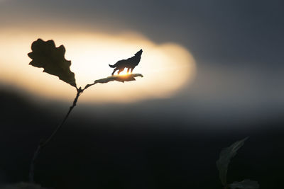 Close-up of silhouette bird against sky