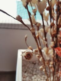 Close-up of an insect on cherry blossom