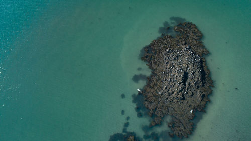 High angle view of coral in sea