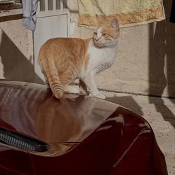 Cat sitting on floor