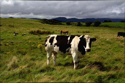 Cows grazing on grassy field