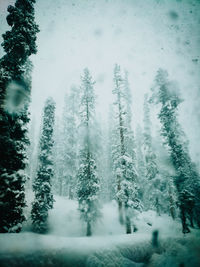 Trees in forest during winter