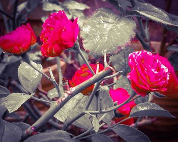 Close-up of red flowers