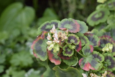 Close-up of flowering plant