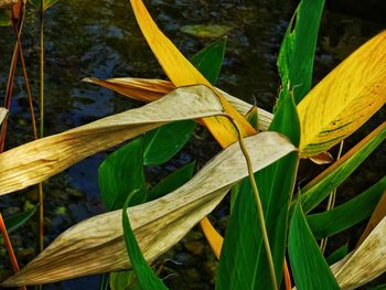 Close-up of yellow flowering plant on field
