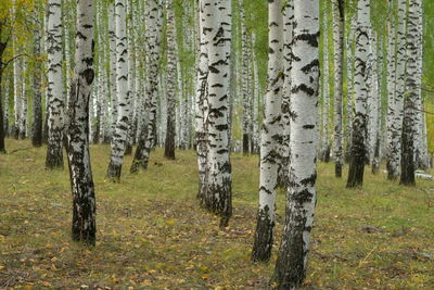 Panoramic view of pine trees in forest