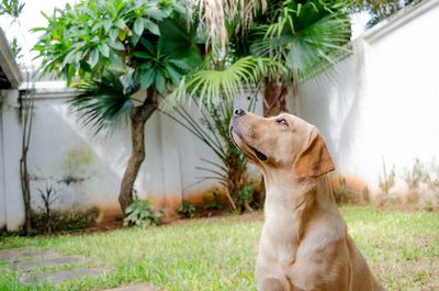 Labrador retriever looking up while sitting in back yard