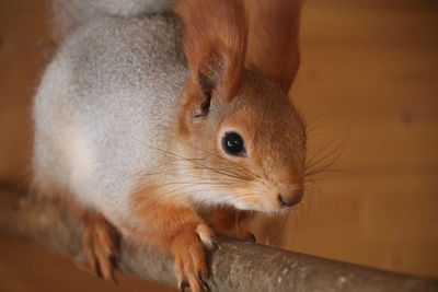 Close-up of a rabbit