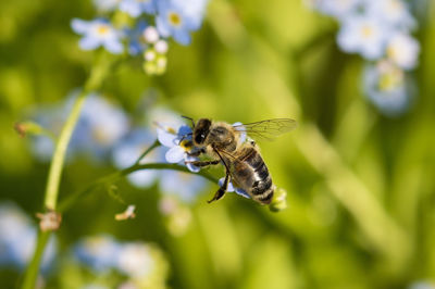 Close-up of bee pollinating on flower