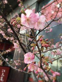 Close-up of pink flowers blooming on tree