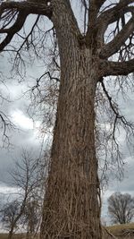 Low angle view of bare tree against sky