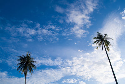 Low angle view of palm tree against sky