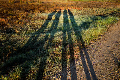 Shadow of people on grassy field