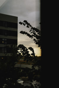 Silhouette plants by building against sky during sunset