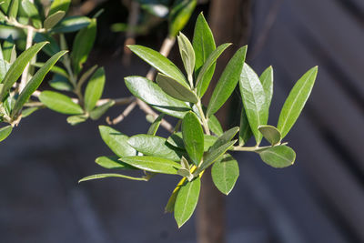 Close-up of potted plant leaves