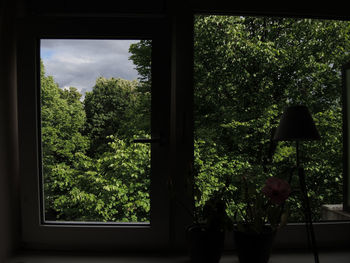 Close-up of plants against window