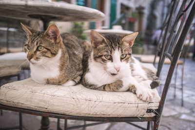 Close-up of tabby cats relaxing on chair