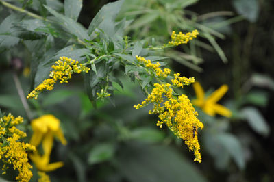 Close-up of yellow flowers blooming outdoors