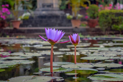 Lotus water lily in pond