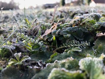 Close-up of plants growing on field