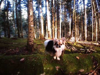 Dog in the forest