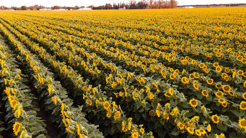 Scenic view of sunflower field