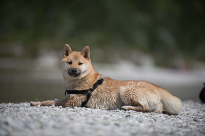 Close-up of a dog looking away