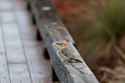 Close-up of bird perching on wooden fence