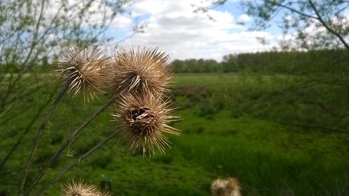 Close-up of fresh flower in field against sky