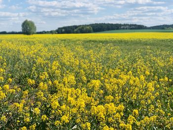 Scenic view of oilseed rape field