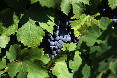 High angle view of grapes growing in vineyard