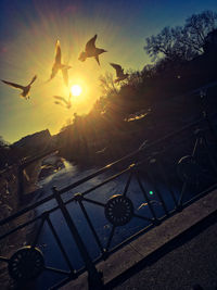 Silhouette birds flying against sky during sunset