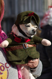 Portrait of dog holding christmas decoration