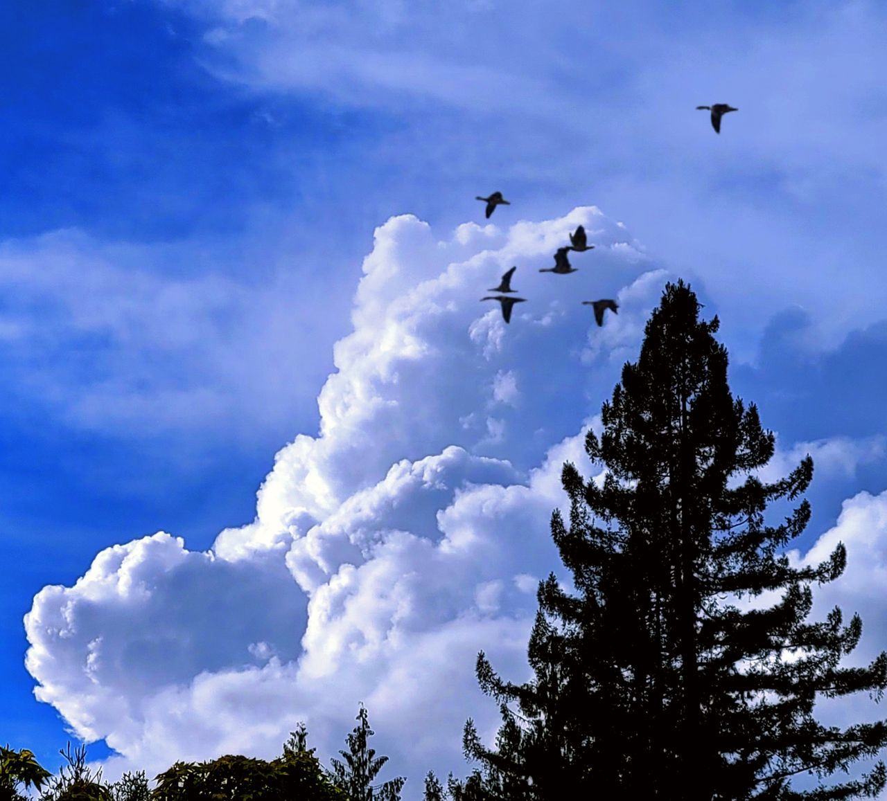 sky, cloud, flying, tree, bird, animal, animal themes, nature, animal wildlife, wildlife, mountain, plant, silhouette, beauty in nature, group of animals, low angle view, no people, blue, mountain range, scenics - nature, outdoors, day, environment, mid-air, forest, snow, flock of birds