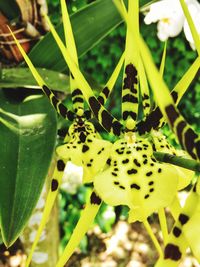 Close-up of plant