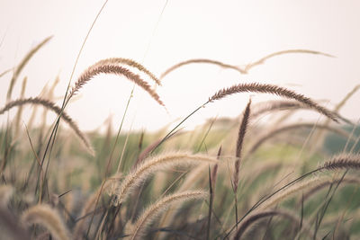 Close-up of stalks in field against sky