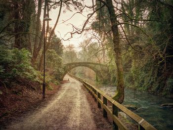 Empty road in forest