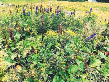 Close-up of plants growing on field