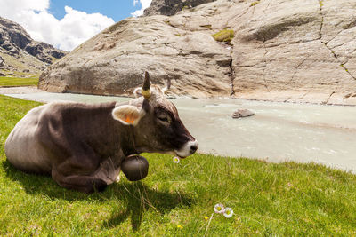 Cows in a field