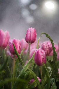 Close-up of wet pink flowers on plant