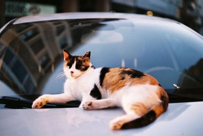 Cat sitting in a car