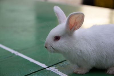 Studio shot of a white rabbit