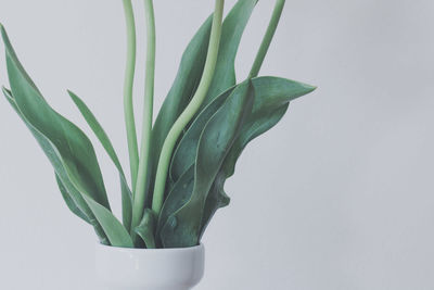 Close-up of potted plant against white background